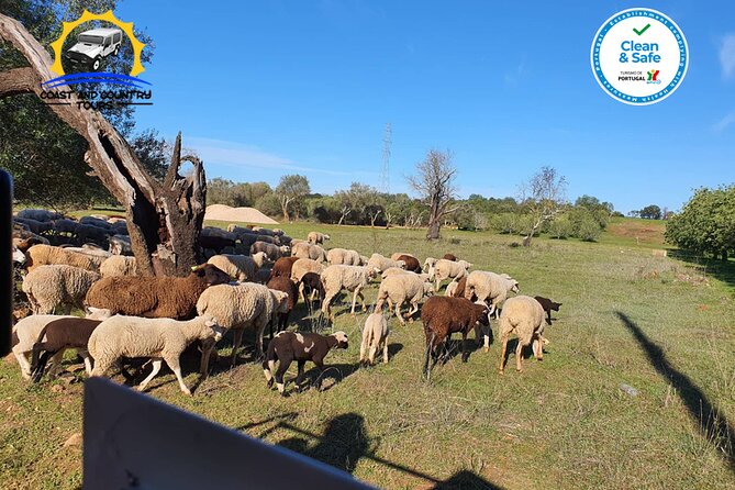 Private Jeep Safari Half-Day Tour - Morning vs afternoon: how to choose the best 4 hours