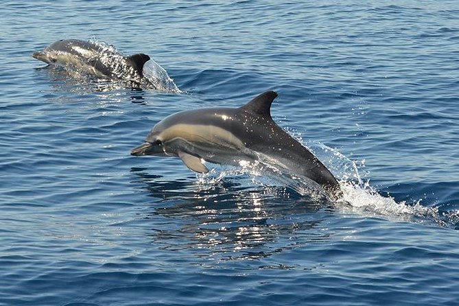 Safari & Boat Tour - Mountains & Dolphins - Albufeira Break: How to Use That 1 Hour