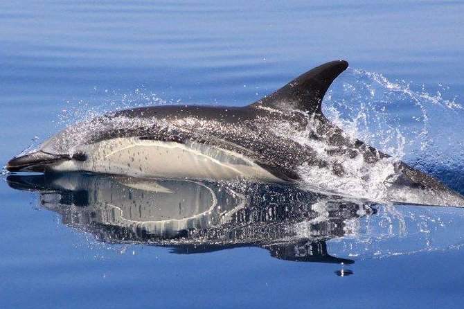 Safari & Boat Tour - Mountains & Dolphins - Honey, Liqueur, and That Algarve Firewater Moment