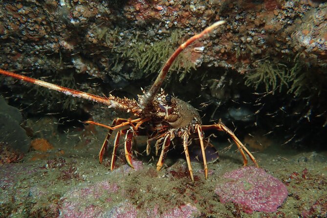 Scuba Diving Albufeira-Double Dive Trip - What you might see under the surface in the Algarve
