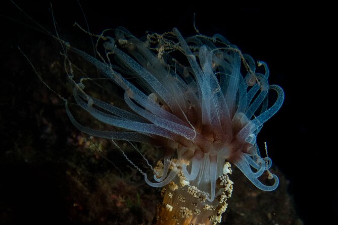 Scuba Diving Albufeira-Double Dive Trip - After you’re back: hot showers and your logbook entry