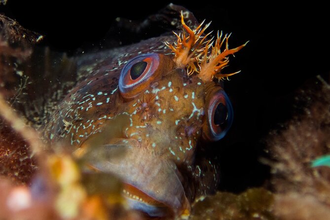 Scuba Diving Albufeira-Double Dive Trip - Price and value: does about $101 make sense?