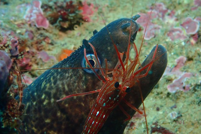 Scuba Diving Albufeira-Double Dive Trip - Who this suits best (and who should skip it)
