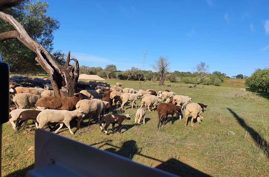 Sunset Safari in the Algarve Mountains - Pickup Points and How the Ride Actually Starts