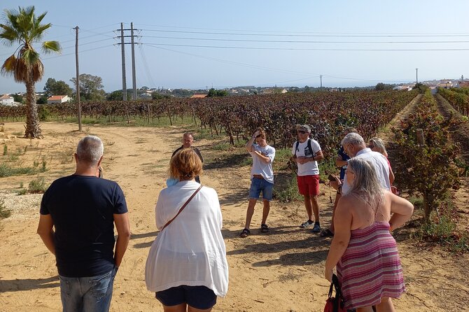 Wine Lovers: Winery Tour w/ Tasting & Tapas (Albufeira/Vilamoura) - Winery time: 4 wines, cheese, and the grape-to-glass story
