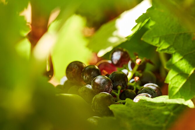 Wine Tasting Tour in Algarve Winery - Private tour pacing: why 2 hours feels like more